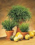 Kapalı bitkiler Minyatür Bambu, Pogonatherum yeşil fotoğraf, tanım ve yetiştirme, büyüyen ve özellikleri