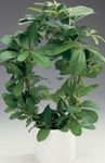 Kapalı bitkiler Maymun Halat, Yabani Üzüm, Rhoicissus yeşil fotoğraf, tanım ve yetiştirme, büyüyen ve özellikleri
