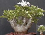 Krukväxter Pachypodium grön Fil, beskrivning och uppodling, odling och egenskaper