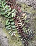 室内植物 Pellonia，尾随西瓜藤, Pellionia 杂色 照, 描述 和 养殖, 成长 和 特点