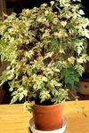 Vidinis augalai Pipirų Vynmedis, Porcelianas Uogų, Ampelopsis brevipedunculata margas Nuotrauka, aprašymas ir auginimas, augantis ir charakteristikos