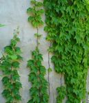 Topfpflanzen Pfeffer Weinstock, Porzellan Berry liane, Ampelopsis brevipedunculata grün Foto, Beschreibung und Anbau, wächst und Merkmale
