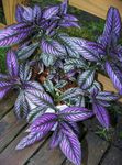purple Herbaceous Plant Persian Shield characteristics and Photo