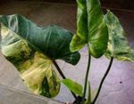 室内植物 蔓绿绒藤本植物, Philodendron  liana 杂色 照, 描述 和 养殖, 成长 和 特点