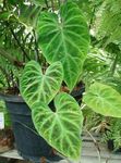 室内植物 蔓绿绒藤本植物, Philodendron  liana 绿 照, 描述 和 养殖, 成长 和 特点