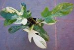 室内植物 蔓绿绒藤本植物, Philodendron  liana 杂色 照, 描述 和 养殖, 成长 和 特点