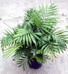 室内植物 蔓绿绒藤本植物, Philodendron  liana 绿 照, 描述 和 养殖, 成长 和 特点