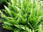 light green Herbaceous Plant Phyllitis characteristics and Photo