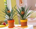 green Herbaceous Plant Pineapple characteristics and Photo