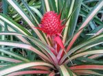 Indoor Plants Pineapple, Ananas motley Photo, description and cultivation, growing and characteristics