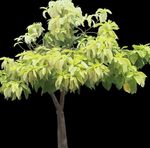 light green Tree Pisonia characteristics and Photo