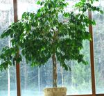 Indoor Plants Pisonia tree green Photo, description and cultivation, growing and characteristics