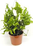 Innendørs Planter Polypody, Polypodium grønn Bilde, beskrivelse og dyrking, voksende og kjennetegn