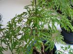 Krukväxter Polyscias buskar grön Fil, beskrivning och uppodling, odling och egenskaper