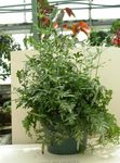Plantas de Interior Pteris verde Foto, descripción y cultivo, cultivación y características
