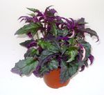 purple  Purple Velvet Plant, Royal Velvet Plant characteristics and Photo