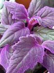  Lilla Fløyel Plante, Royal Velvet Anlegg, Gynura aurantiaca lilla Bilde, beskrivelse og dyrking, voksende og kjennetegn