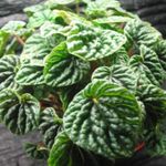 dark green  Radiator Plant, Watermelon Begonias, Baby Rubber Plant characteristics and Photo