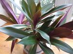 purple Herbaceous Plant Rhoeo Tradescantia characteristics and Photo