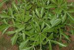 室内植物 岩白菜树 树, Cussonia natalensis 葱绿 照, 描述 和 养殖, 成长 和 特点