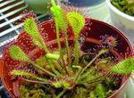 red Herbaceous Plant Round-leaved sundew characteristics and Photo