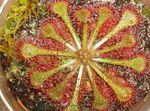 Εσωτερικά φυτά Γύρος Πλατύφυλλα Sundew, Drosera φως-πράσινος φωτογραφία, περιγραφή και καλλιέργεια, φυτοκομεία και χαρακτηριστικά