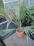 屋内植物 サバル 木, Sabal 緑色 フォト, 説明 と 栽培, 成長 と 特性