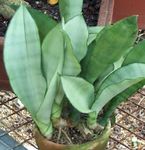 silvery Herbaceous Plant Sansevieria characteristics and Photo