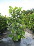 green Tree Sea Grape characteristics and Photo