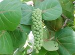 Krukväxter Sea Grape träd, Coccoloba grön Fil, beskrivning och uppodling, odling och egenskaper