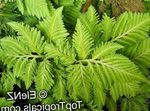light green Herbaceous Plant Selaginella characteristics and Photo