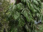 verde Liana Planta En Las Tejas características y Foto