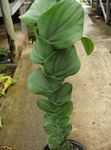 Vidinis augalai Žvirgždas Augalų liana, Rhaphidophora žalias Nuotrauka, aprašymas ir auginimas, augantis ir charakteristikos