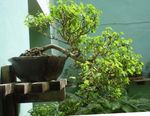 Интериорни растения Сняг Буш храсти, Breynia зелен снимка, описание и отглеждане, култивиране и характеристики