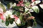 Kamerplanten Sneeuw Bush struik, Breynia bont foto, beschrijving en teelt, groeiend en karakteristieken