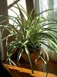  Pajek Rastlin, Chlorophytum pestro fotografija, opis in gojenje, rast in značilnosti