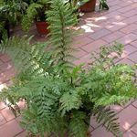 yeşil Otsu Bir Bitkidir Spleenwort özellikleri ve fotoğraf