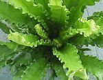 Indoor Plants Spleenwort, Asplenium green Photo, description and cultivation, growing and characteristics