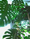 temno-zelena Liana Split Leaf Philodendron značilnosti in fotografija