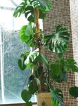 室内植物 裂叶蔓绿绒 藤本植物, Monstera 深绿 照, 描述 和 养殖, 成长 和 特点