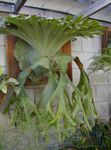 light green Herbaceous Plant Staghorn Fern, Elkhorns characteristics and Photo