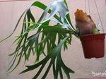 Indoor Plants Staghorn Fern, Elkhorns, Platycerium green Photo, description and cultivation, growing and characteristics