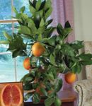 Indoor Plants Sweet Orange tree, Citrus sinensis green Photo, description and cultivation, growing and characteristics