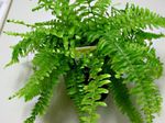 Sobne Rastline Sword Praproti, Nephrolepis zelena fotografija, opis in gojenje, rast in značilnosti
