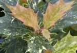 Vidinis augalai Arbata Alyvuogių krūmas, Osmanthus margas Nuotrauka, aprašymas ir auginimas, augantis ir charakteristikos