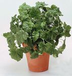 Topfpflanzen Tolmiea grün Foto, Beschreibung und Anbau, wächst und Merkmale