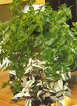 grønn Hengende Plante Tradescantia,  kjennetegn og Bilde