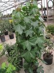 Kapalı bitkiler Ağaç Sarmaşık, Fatshedera lizei yeşil fotoğraf, tanım ve yetiştirme, büyüyen ve özellikleri
