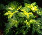 Kapalı bitkiler Ağaç Sarmaşık, Fatshedera lizei rengârenk fotoğraf, tanım ve yetiştirme, büyüyen ve özellikleri