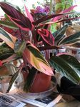  Triostar, Nunca Jamás Planta, Stromanthe sanguinea moteado Foto, descripción y cultivo, cultivación y características